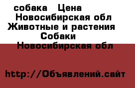 собака › Цена ­ 5 000 - Новосибирская обл. Животные и растения » Собаки   . Новосибирская обл.